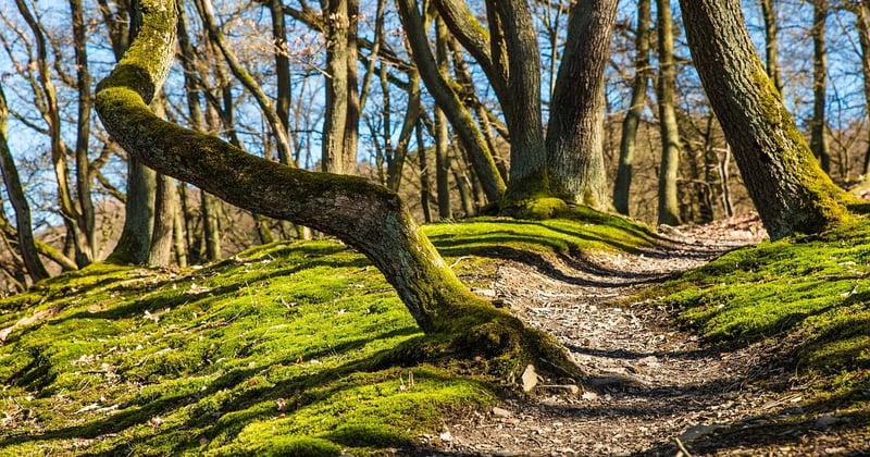 Randonnée facile en famille en forêt : 7 sentiers qui ravissent les enfants