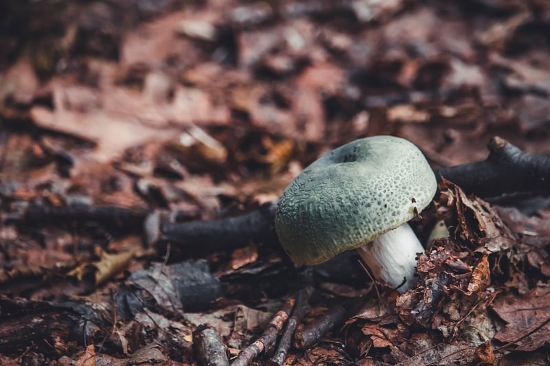 champignon